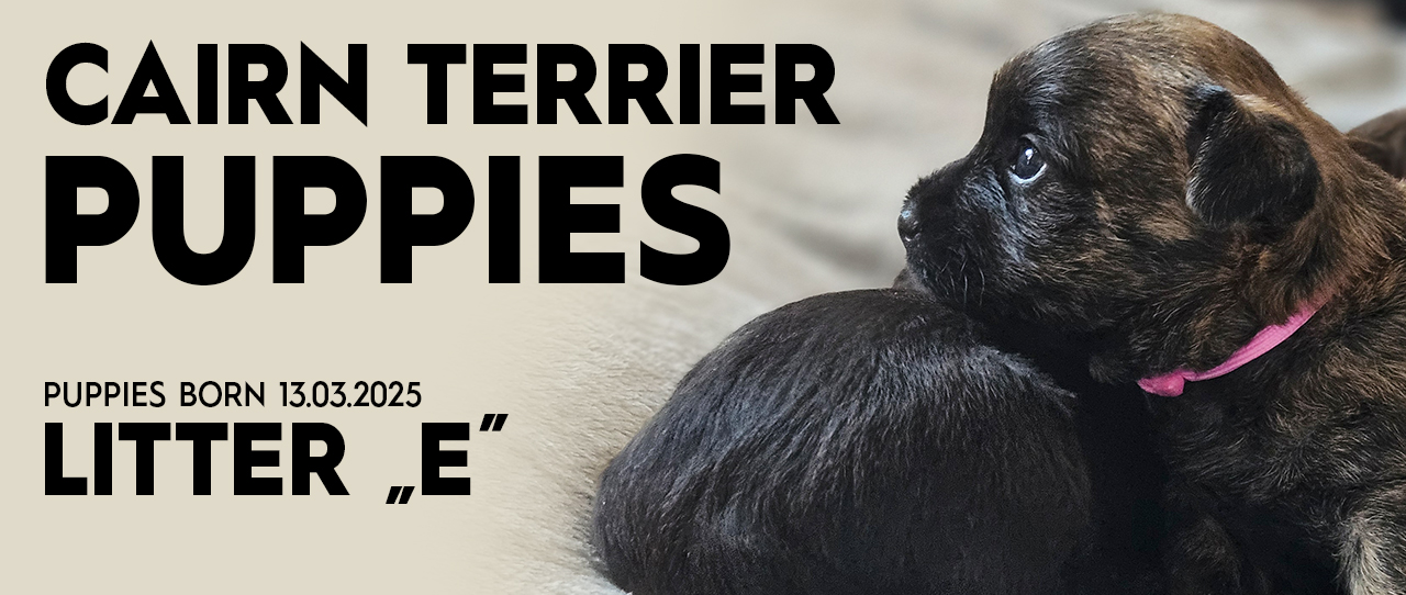 Cairn Terrier Puppies - Litter "E"